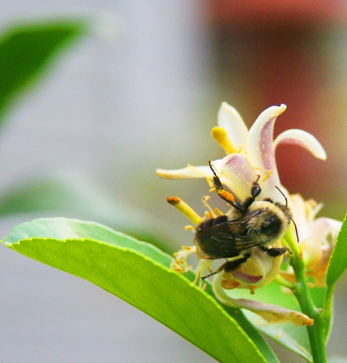 bee on lemon flower